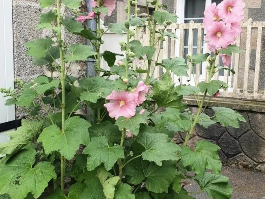 Location de Vacances Saint-Vaast-la-Hougue 11
