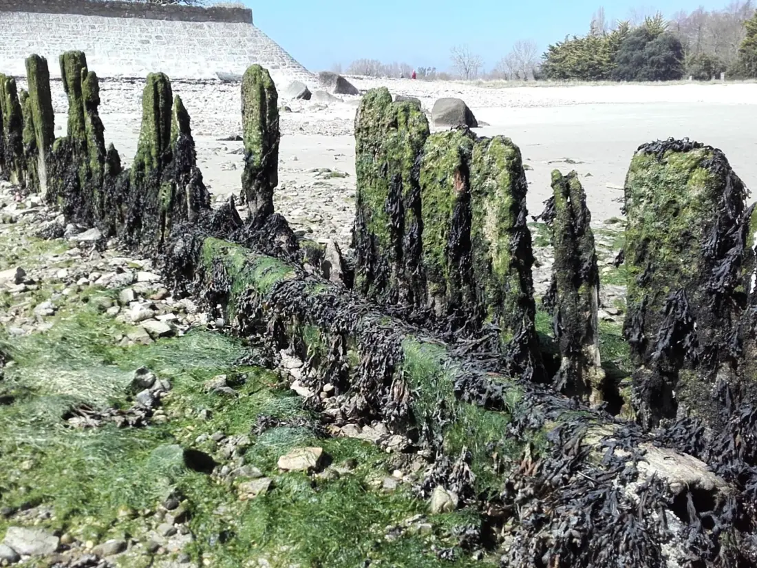 Location de Vacances Saint-Vaast-la-Hougue 11