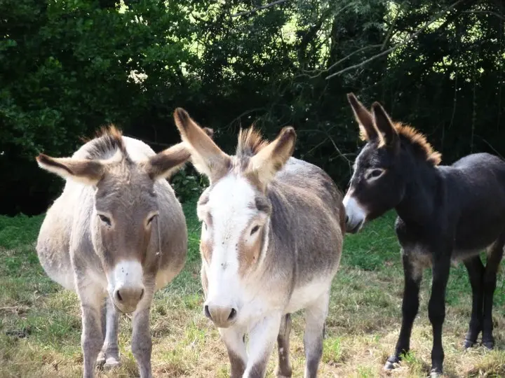 Camping Les Rulières 3 étoiles★★★