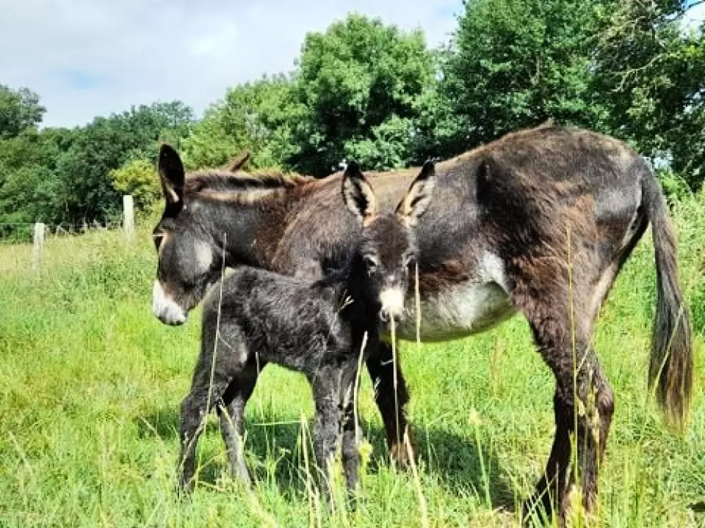 Camping Les Rulières 3 étoiles★★★