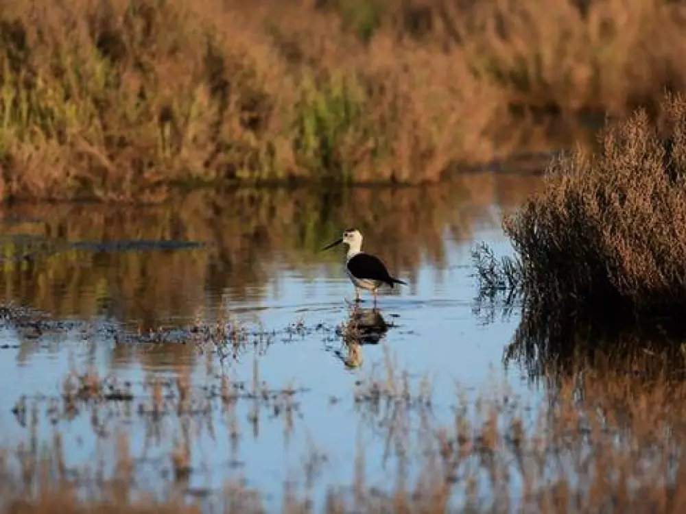 Camping Bleu Marine   4 étoiles★★★★