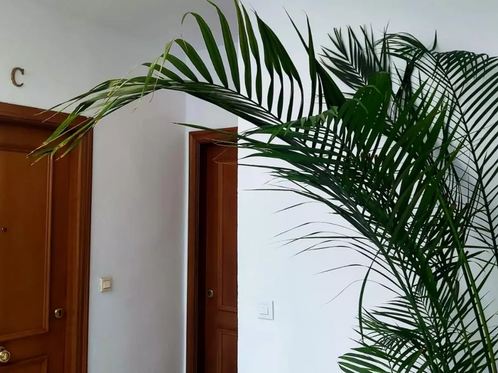 Location de Vacances Séville 112