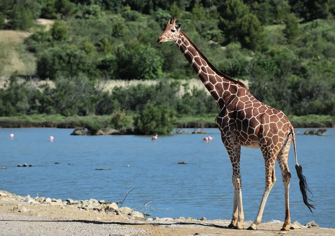 Camping La Grange Neuve - Face à La Réserve Africaine de Sigean 3 étoiles★★★