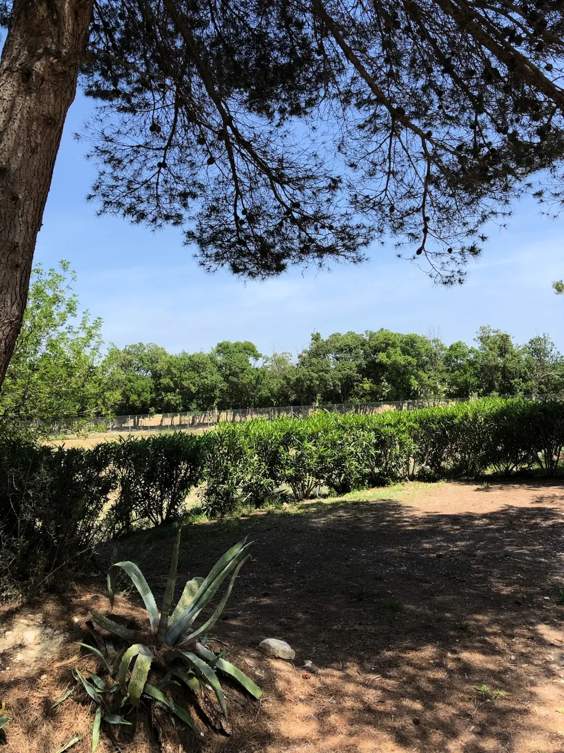 Camping La Grange Neuve - Face à La Réserve Africaine de Sigean 3 étoiles★★★
