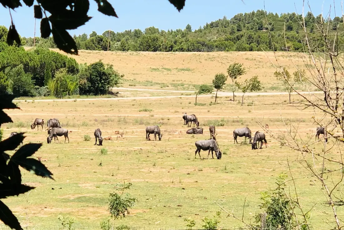 Camping La Grange Neuve - Face à La Réserve Africaine de Sigean 3 étoiles★★★