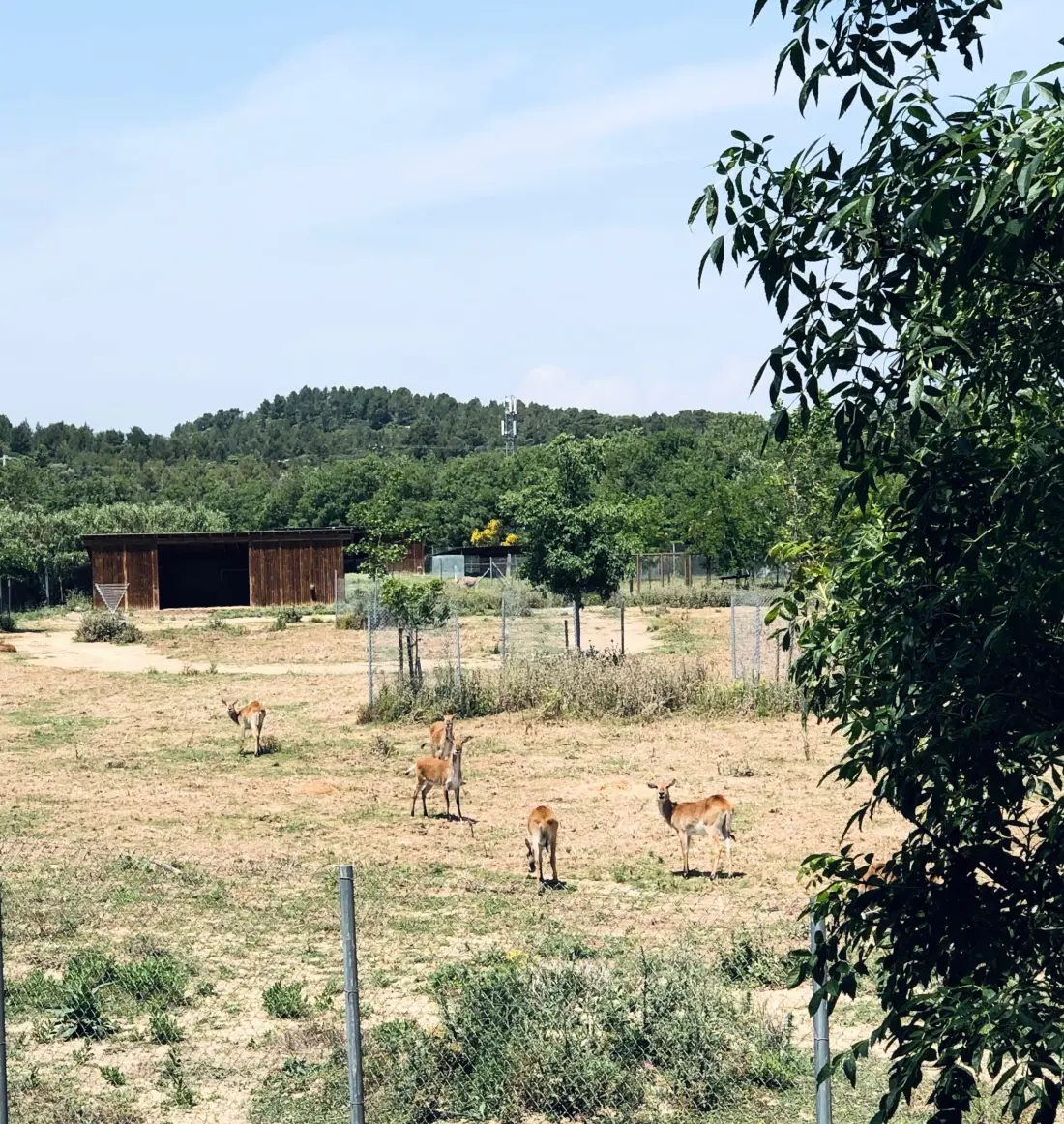 Camping La Grange Neuve - Face à La Réserve Africaine de Sigean 3 étoiles★★★