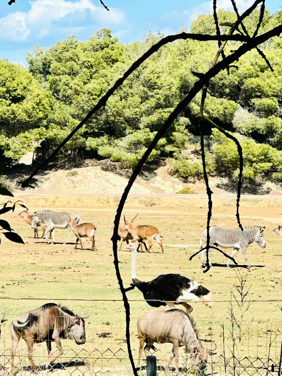 Camping La Grange Neuve - Face à La Réserve Africaine de Sigean 3 étoiles★★★