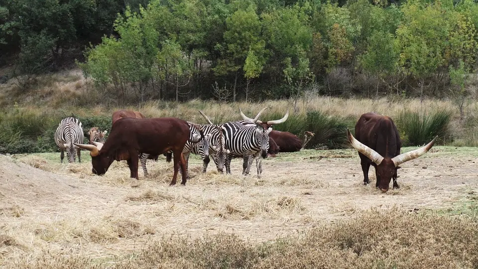 Camping La Grange Neuve - Face à La Réserve Africaine de Sigean 3 étoiles★★★