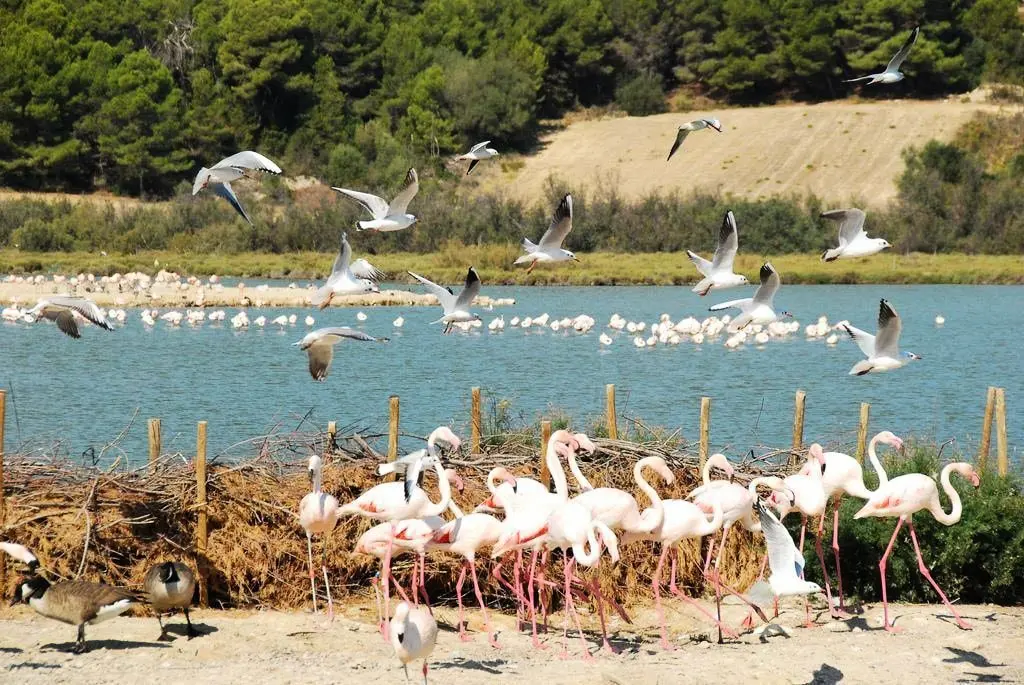 Camping La Grange Neuve - Face à La Réserve Africaine de Sigean 3 étoiles★★★