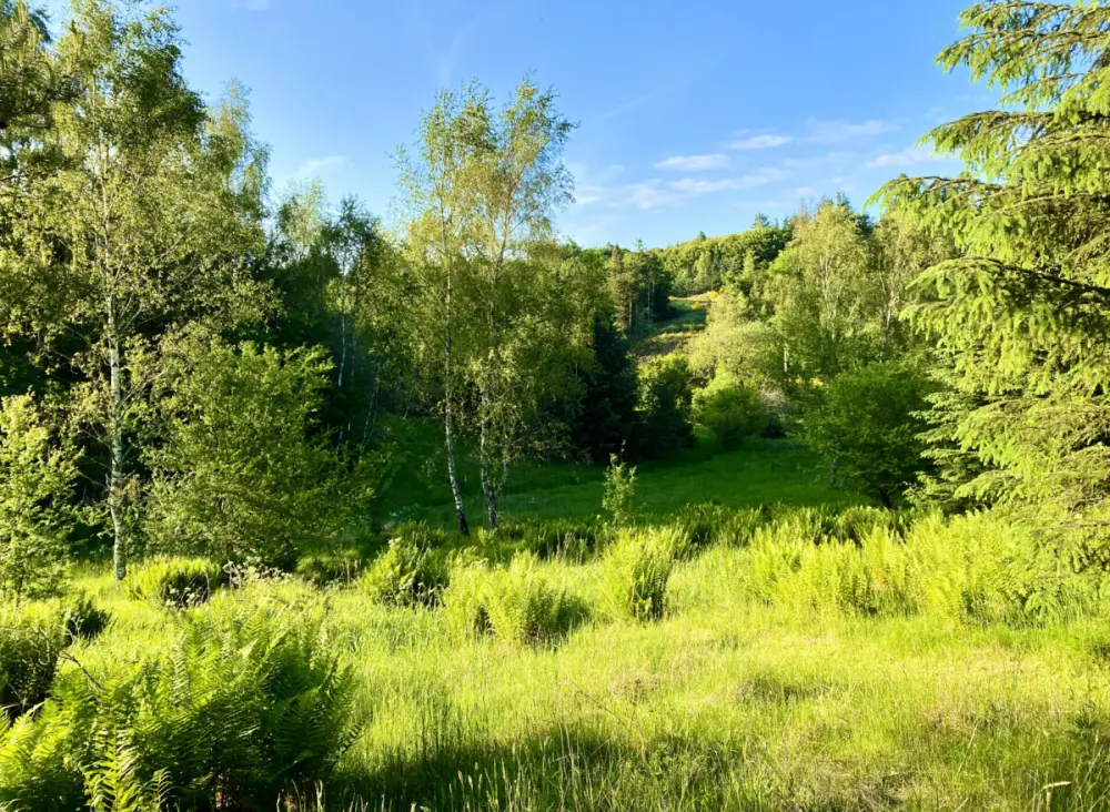 Tolne Camping