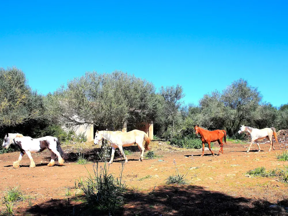 Maison de Vacances Son Serra de Marina 39