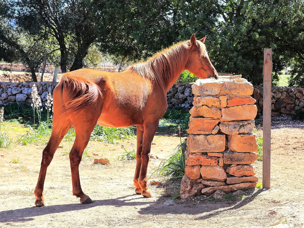 Maison de Vacances Son Serra de Marina 39