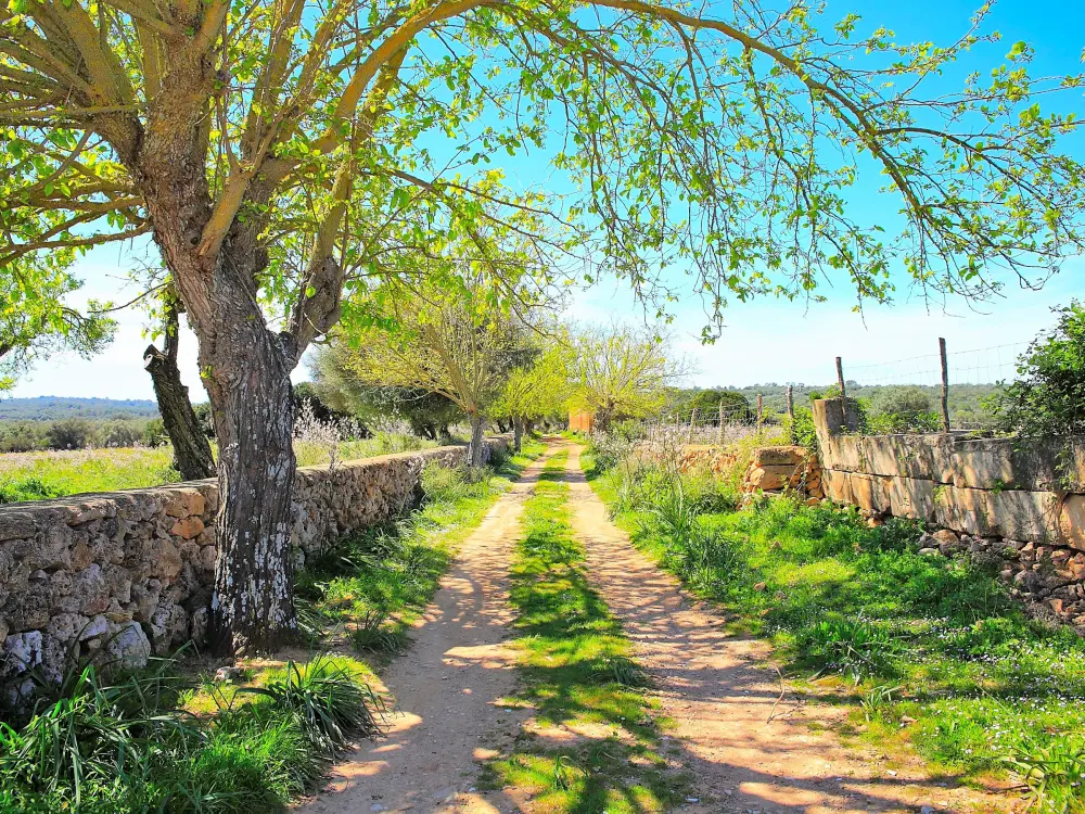 Maison de Vacances Son Serra de Marina 39