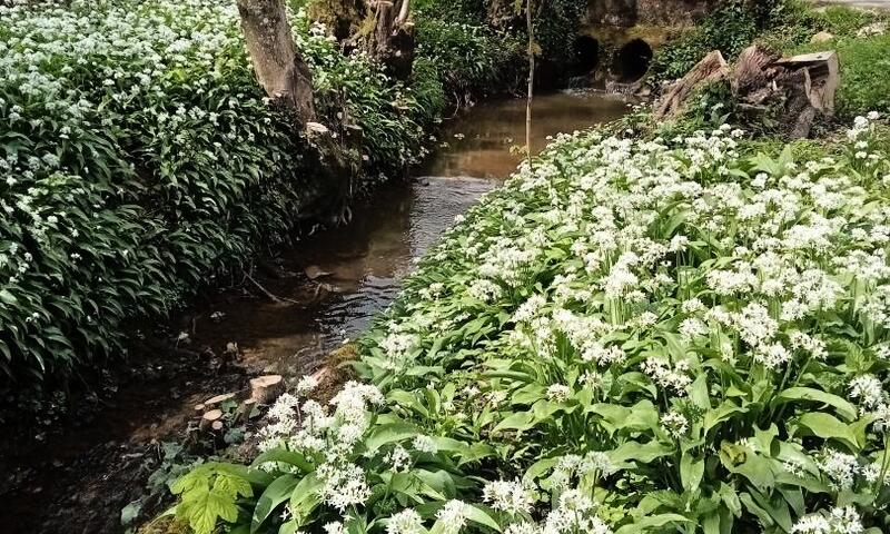 Gîte de France Le cailloutis 2 épis - - St Jean aux Bois - 19