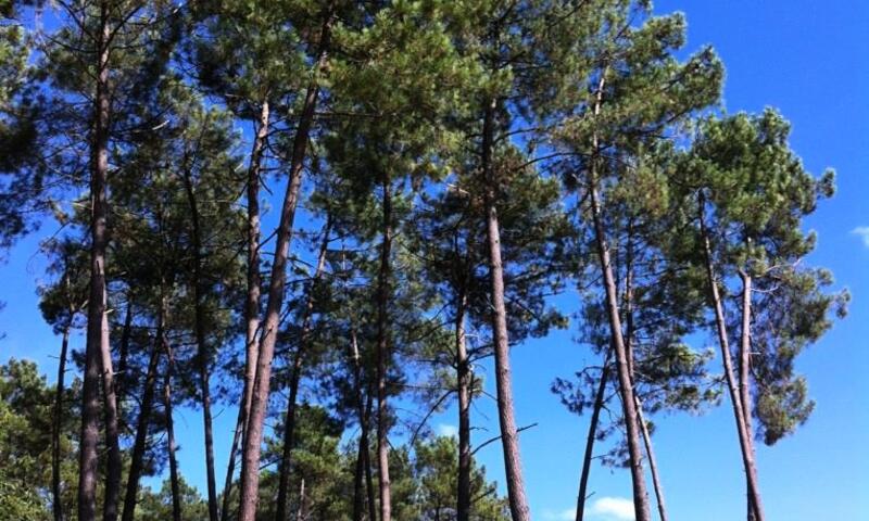 Domaine des Grands Pins **** - Tamnies - 26