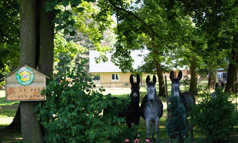 Gîte de France Le pré aux anes 4 épis - - Terres de Caux - 5