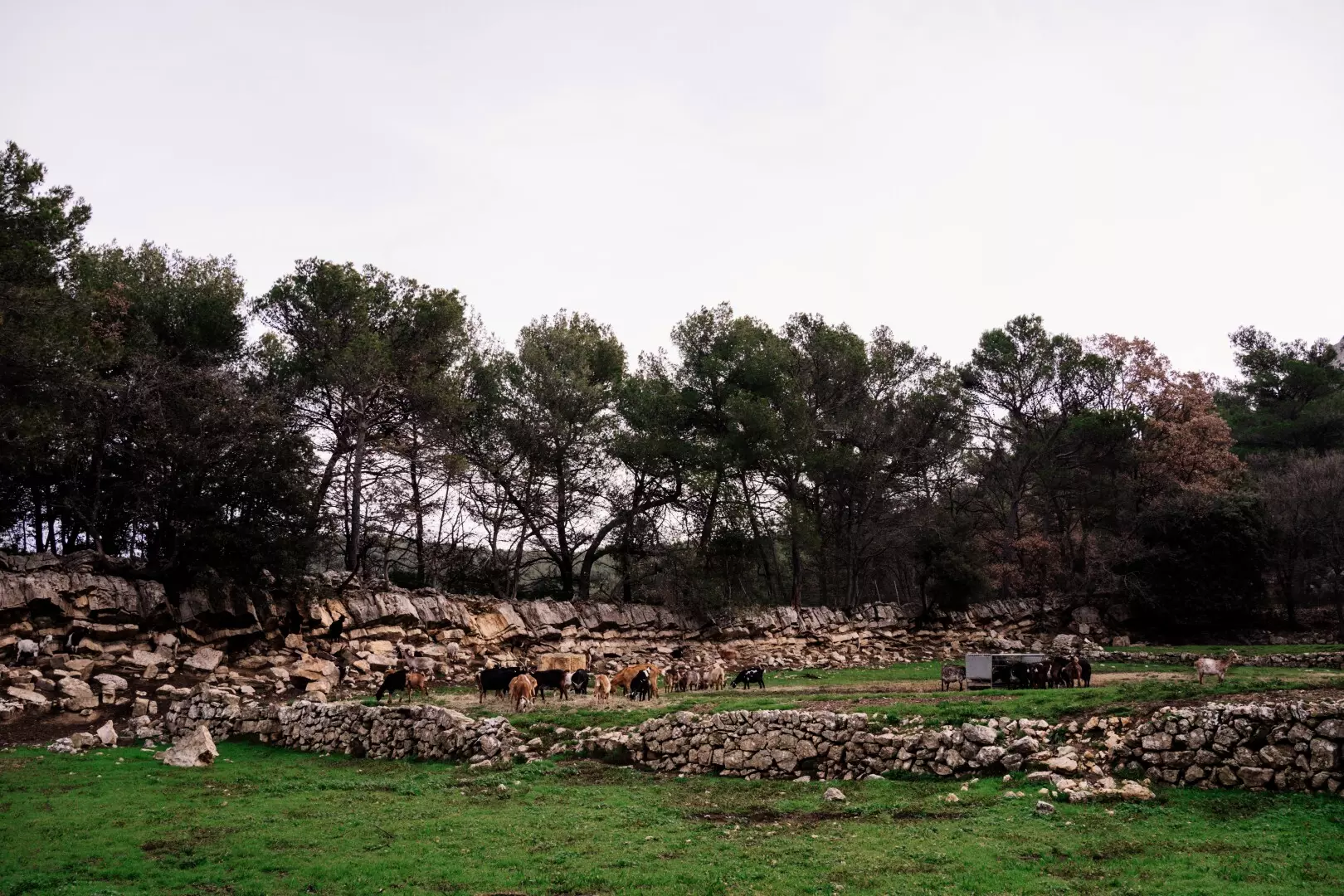 Tiny House - Regagnas : Paradis provençal au coeur de la garrigue - 3