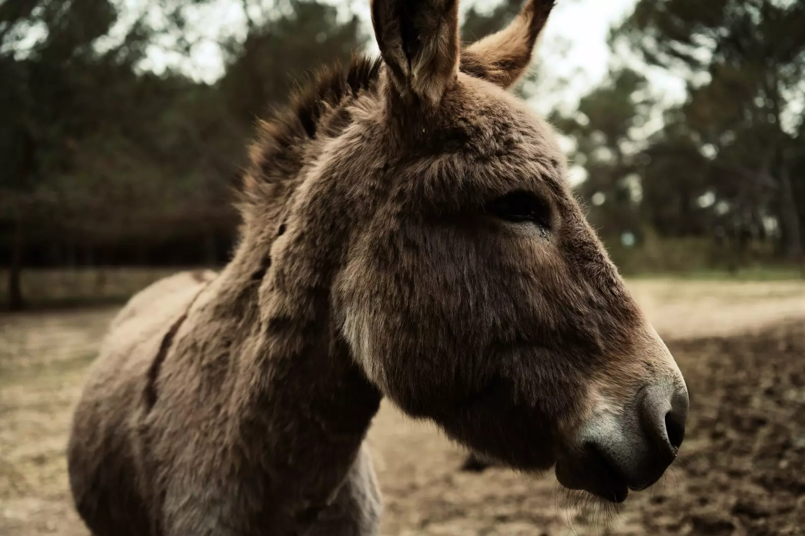 Tiny House - Regagnas : Paradis provençal au coeur de la garrigue - 4