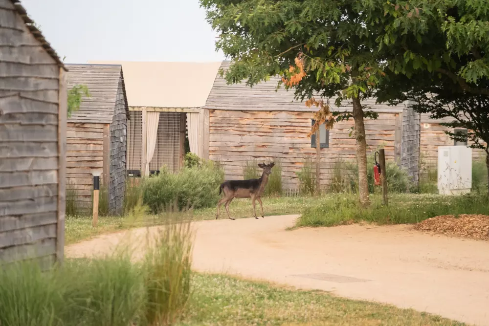 Damona Lodges 3 étoiles★★★