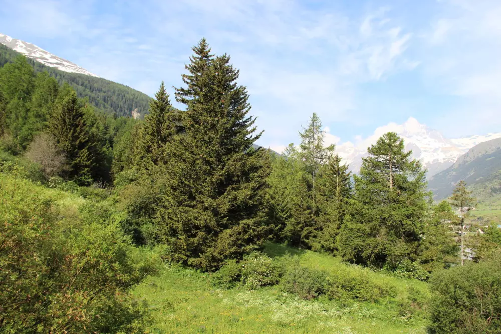 Résidence Les Alpages