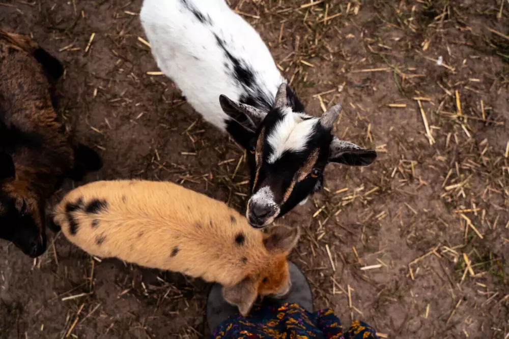 Camping Siesta (Vodatent)