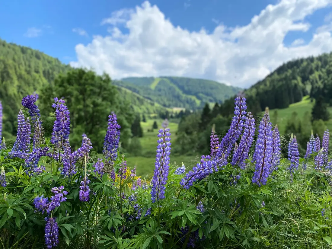 Maison de Vacances La Bresse 26