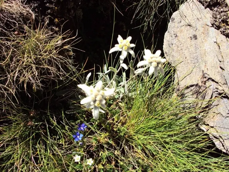 Camping Qualité l'Eden de la Vanoise 3 étoiles★★★