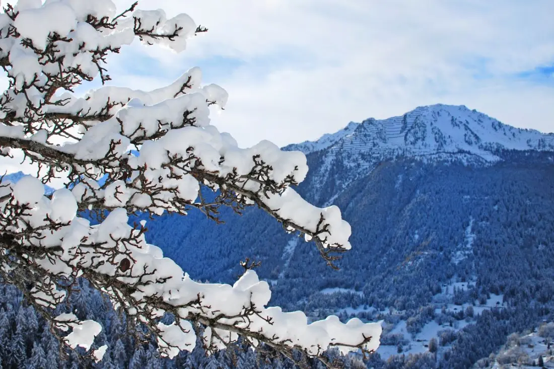 Chalet Pomme de Pin